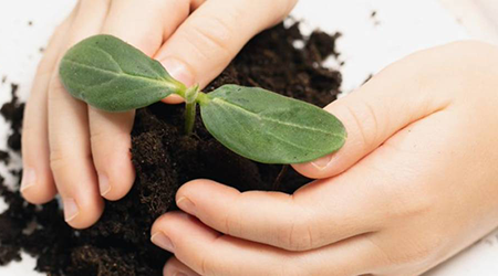 hands place around a pile of soil with a plant growing
